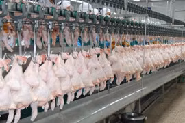 Thailand’s chicken exports to China surge