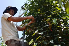 High-tech application in planting black pepper 