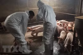 Nearly 2.5 million pigs culled due to African swine fever 