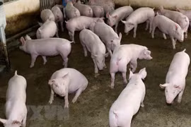 Second district of Ninh Binh free from African swine fever