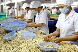 Vietnam’s cashew nut exports to China surge in nine months