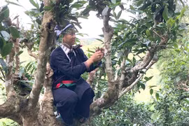Ancient tea trees get top recognition and protection