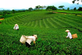Tea industry needs to focus on quality