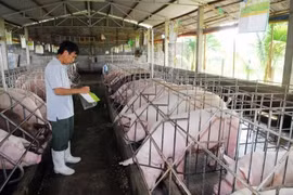 Livestock sector moves to boost exports in 2019