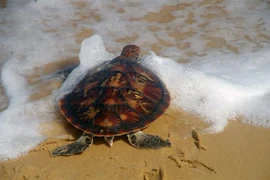 Phu Yen: Rare sea turtle returned to nature