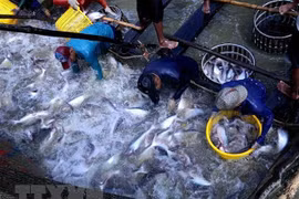 Mekong Delta localities discuss tra fish development 