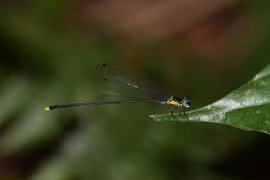 New damselfly species found in central Vietnam