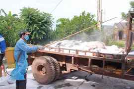 African swine fever keeps spreading