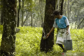 Thailand, Indonesia, Malaysia to trim rubber exports