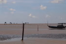 Tien Giang's coastal district expands clam farming area