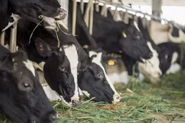 Forum talks Vietnam’s milk cow farming development 