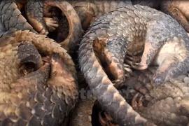 Malaysia posts record pangolin seizure