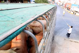 Measures needed to prevent ASF reaching southern Vietnam