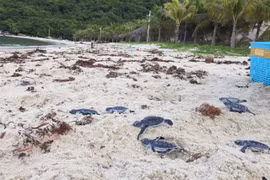 Endangered baby turtles released to sea