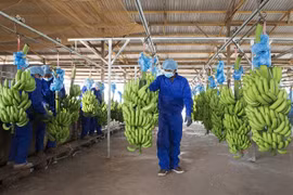 Thaco to buy five million shares of Hoang Anh Gia Lai Agricultural JSC