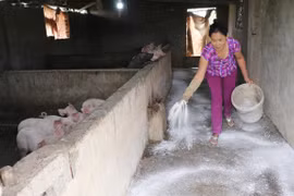Two hotbeds of African swine fever virus found in Ha Nam 