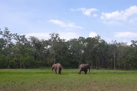 Two elephants released back to the wild