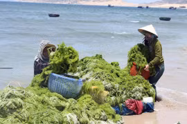 Marine economy makes up 10 percent of Vietnam’s GDP