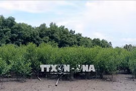 Kien Giang spends 356 billion VND on four afforestation projects