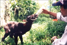 Agriculture ministry, IUCN work to protect saola 