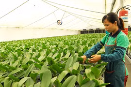 Hanoi helps bring farmers into 21st century with technology