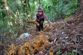 Medicinal plants help ethnic minority people escape from poverty