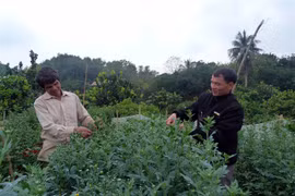 Tuyen Quang farmers bloom with Da Lat daisy