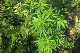 Thailand: public urged to register online for marijuana for medical treatment