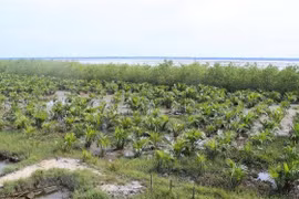 Vietnam moves to protect coastal forest