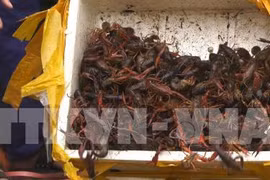 Ministry cracks down on trade, consumption of banned crawfish