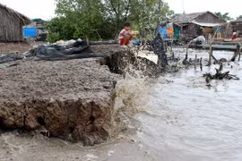 Ca Mau needs more capital for coastal dyke construction