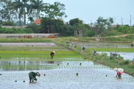 Ninh Binh: New-style countryside building efforts prove fruitful