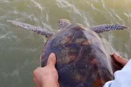 Fisherman releases rare turtle into ocean