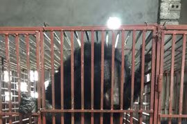 Nghe An: Three bears sent to Ninh Binh bear protection centre