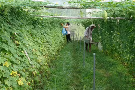 Vietnam carries out new food safety measures in agricultural sector