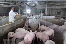 Firm helps Laos build livestock information system for epidemic control