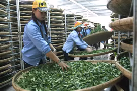 Vietnam’s tea exports down in both volume and value