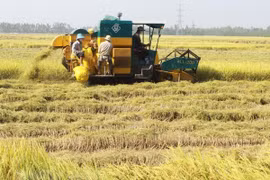 Vietnamese rice makes name in world market