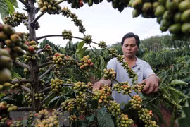 Experts talk ways to add value to Vietnamese coffee 