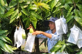 Vietnam’s mango exports increase 