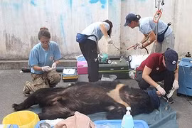 Three captive bears in Dong Nai sent to sanctuary 