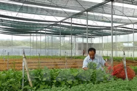 Dak Lak needs clear direction for organic agriculture: official 