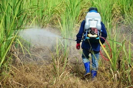 Pesticide products with chlorpyrifos-ethyl, fipronil banned in Vietnam