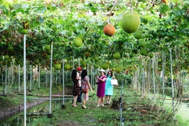 Agri-tourism attracts more visitors to Mekong Delta