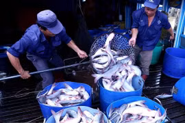 CPTPP gives great chances for Vietnam’s tra fish exports