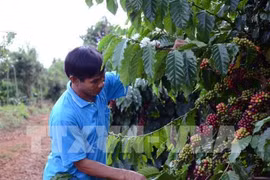 Coffee prices expected to rise due to supply shortage