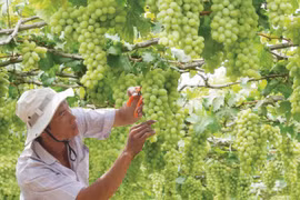 Ninh Thuan Grape and Wine Festival 2019 to take place in late April