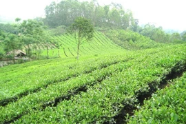Phu Tho to invest 5 million USD in tea industry development 