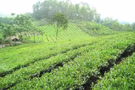 Phu Tho to invest 5 million USD in tea industry development 
