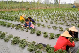 Strawberry farm in Hanoi - evidence of potential farm tourism
